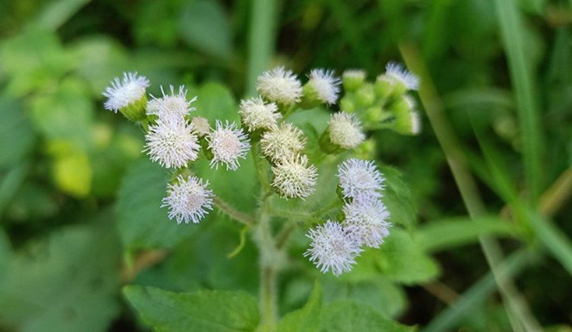 উচুন্টি গাছে আছে যাদুকরী ঔষধিগুণ