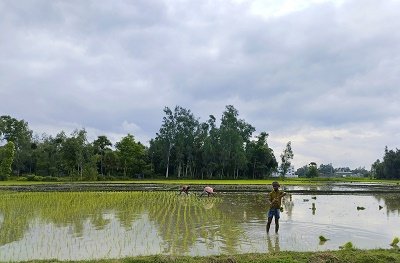 ক্ষেতলালে আমন ধান রোপণে ব্যস্ত কৃষক 