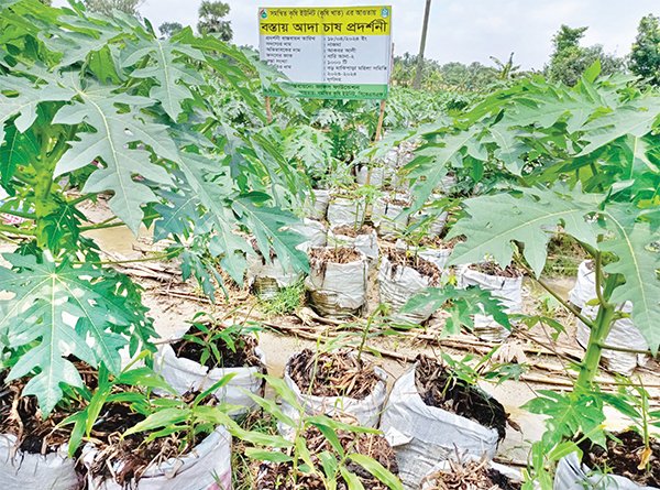 জয়পুরহাটে বস্তায় আদা চাষ করে স্বাবলম্বী হচ্ছেন কৃষকরা 