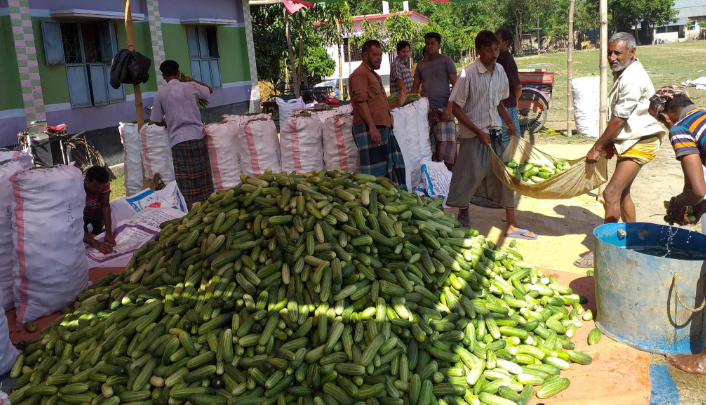 জয়পুরহাটে শশা চাষ করে লাভবান হচ্ছেন প্রান্তিক চাষিরা 