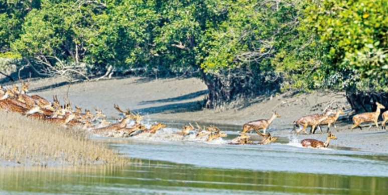 তিন মাস পর কাল খুলছে সুন্দরবন